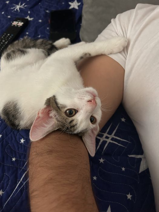 Motanelul Kiki cauta stapan responsabil