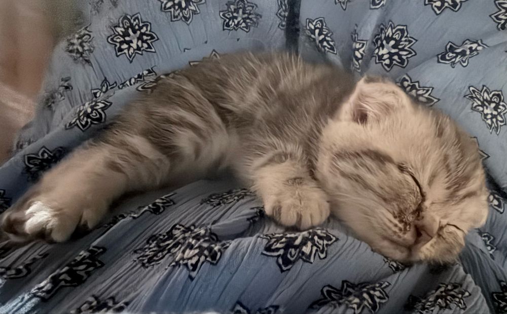 Вислоухий Шотландец. Мальчик