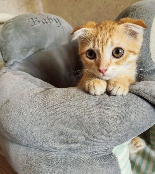 Кошки(mushuk)котенок