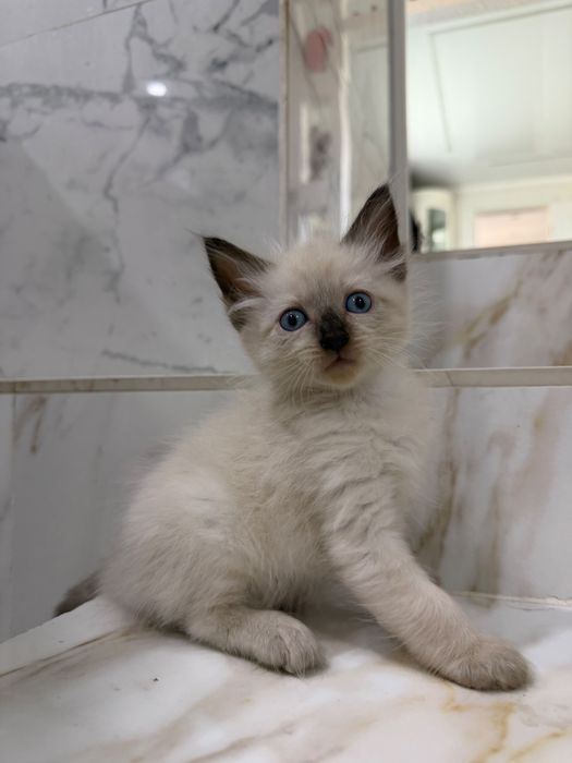 Отдаем котят в добрые руки