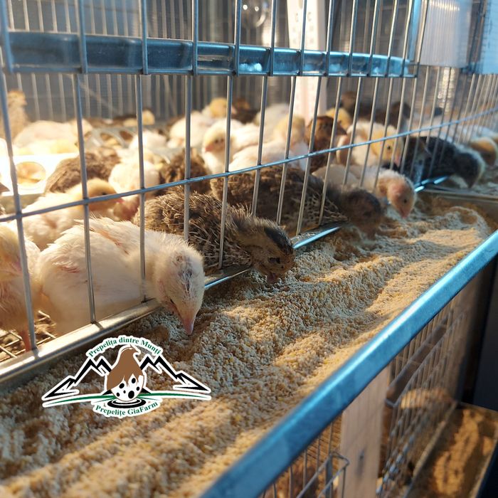 Prepelite oua incubat