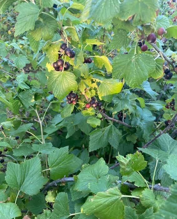 Продам  дачу летний вариант