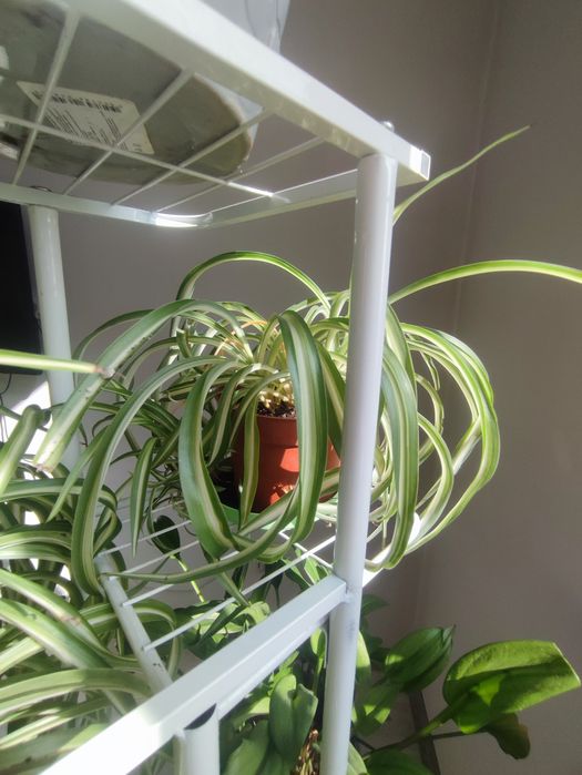 Хлорофитум обычный, хлорофитум кудрявый