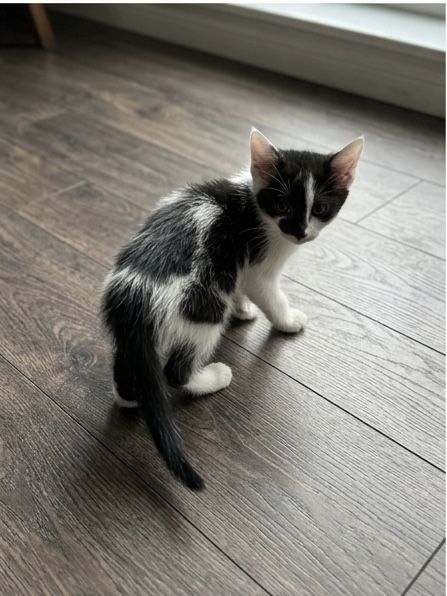 Отдам котенка в добрые руки