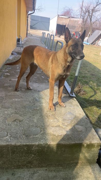 Donez pui ciobanesc belgian