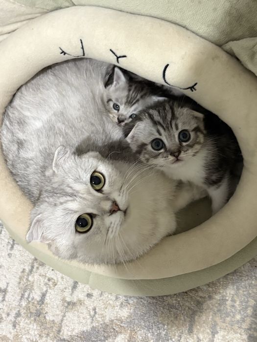 Продам котят. Мама  шотланская шиншилла. Папа шотландец с документами