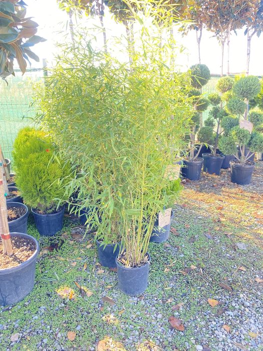 Plante si bambus ornamental