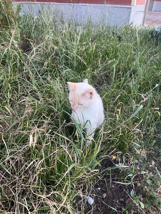 Ищем дом кошечке