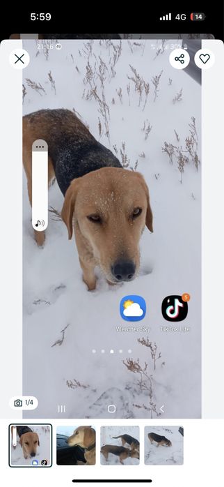 пропала собака Линда