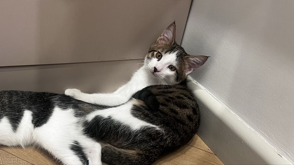 Котенок мальчик в добрые руки