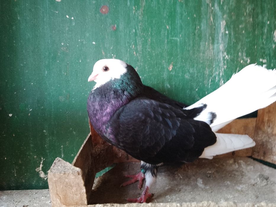 Гълъби - белослатински преметачи