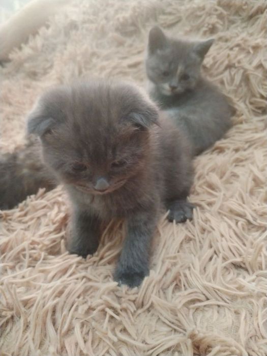 Продаются котята