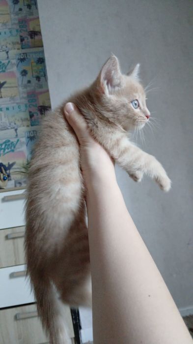 Котенок мальчик ищет дом