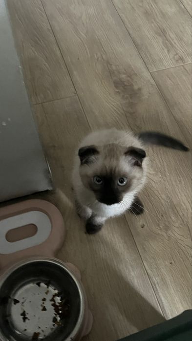 котик веслоухи мальчик