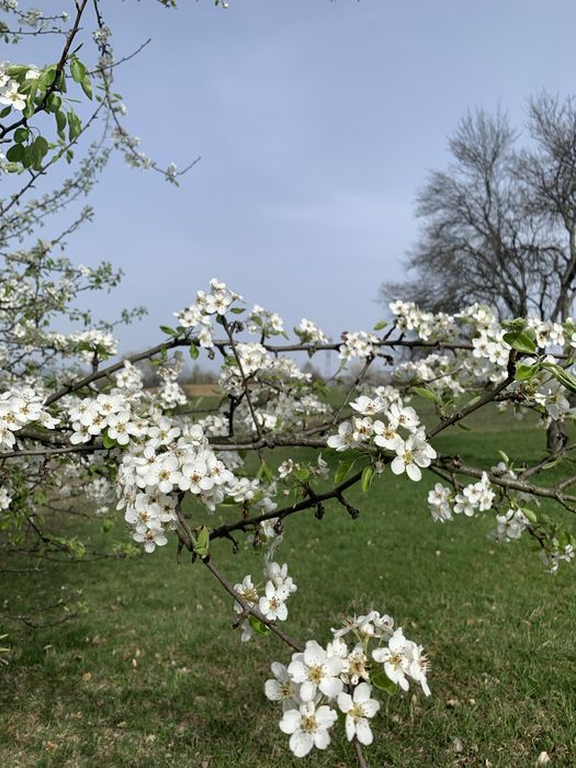 Teren 60 ari - in Cetatele, comuna Șișești, jud. Maramures