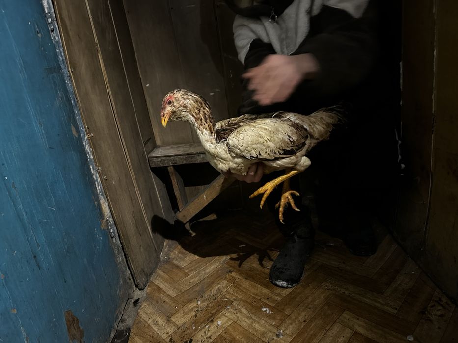 Продам 9 Даканов  2 Пацана 7 девочек