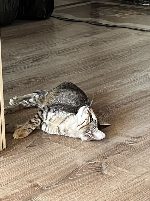 Кошечка чистенкая