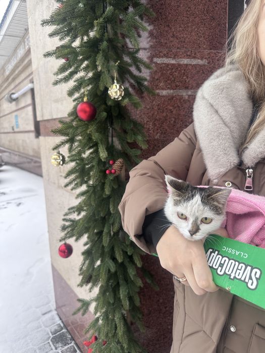 Кошечка, кошка, ласковая