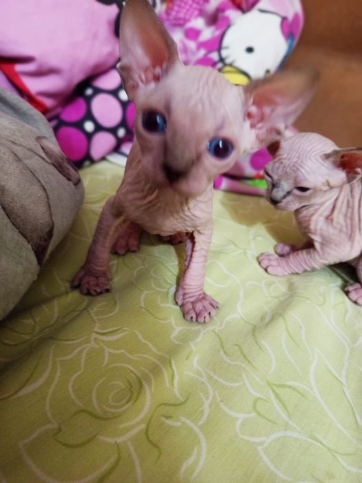 Продажа Сфинксов