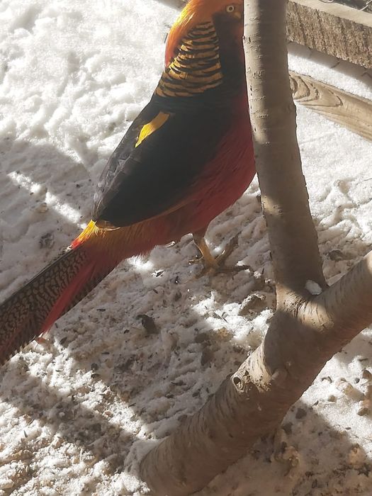 Золотой фазан,недорого