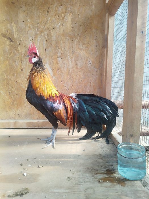 Xoroz sotiladi. Dumi uzun