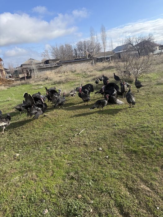 Күркелер сатылады