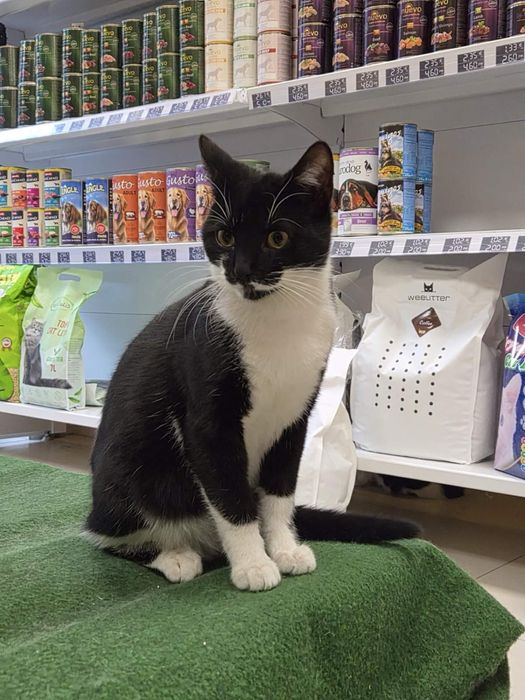 Сладко мъжко коте търси дом