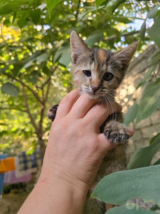 Котята ищут семьи!
