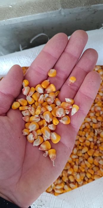 Porumb boabe de vanzare