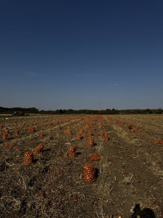 Vand ceapa rotunda in cantitate mare si mica