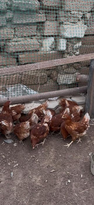 Тауықтар сатылады