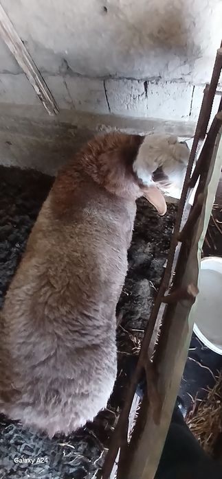Кучкорлар сотилади