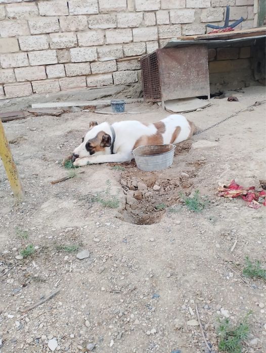 Продается собака туркменский алабай