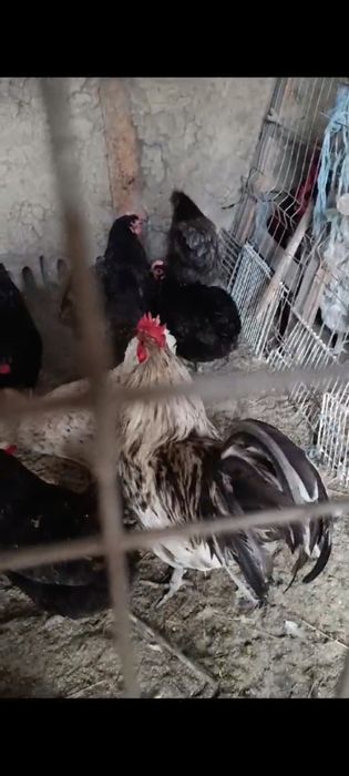 Cocos australorp sphles