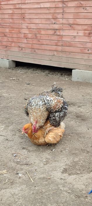 Инкубационные яйца