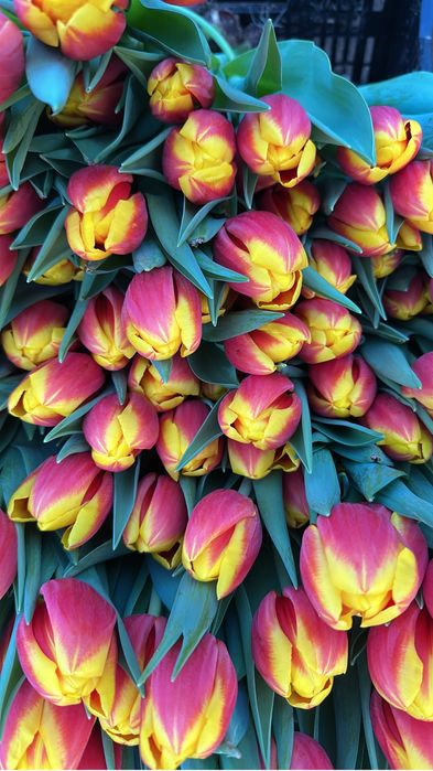 Тюльпаны свежие с теплицы