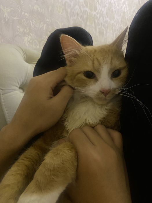 Турецкая Ангора Нажим