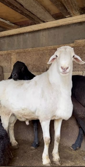 Aqiqa qurbonlik uchun qoy qochqor qassob