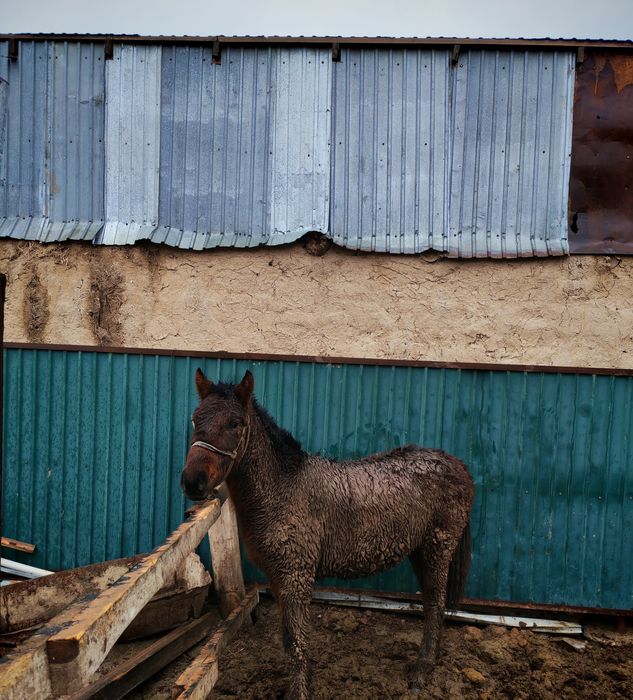 Тай сатылады Бағылған 1.5ай