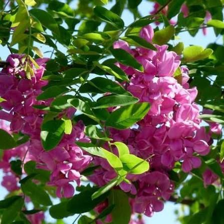 Pomi Oramentali (Salcam Roz )