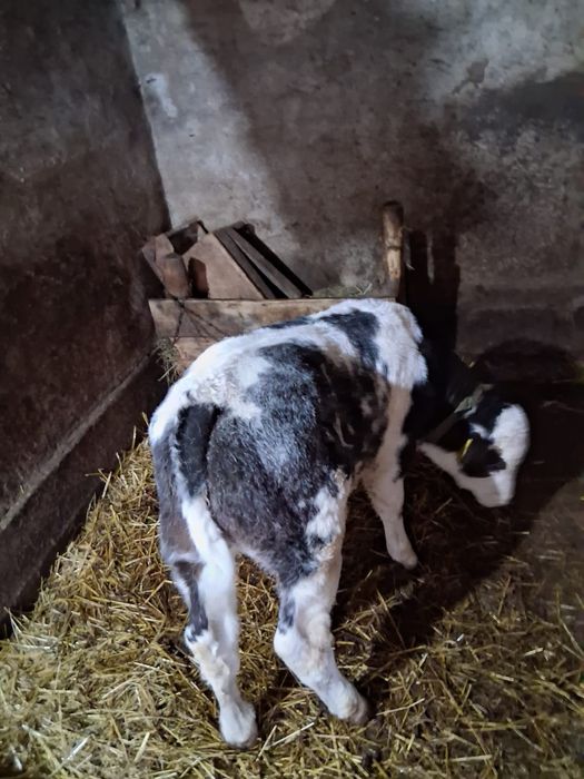 Vând vacă băltată cu vițel