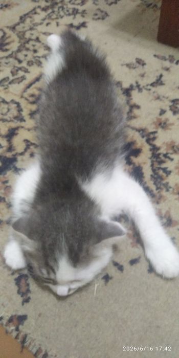 Веслоухий котенок