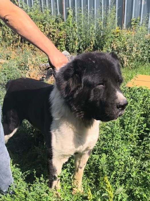 Собака  Алабай чистокровная