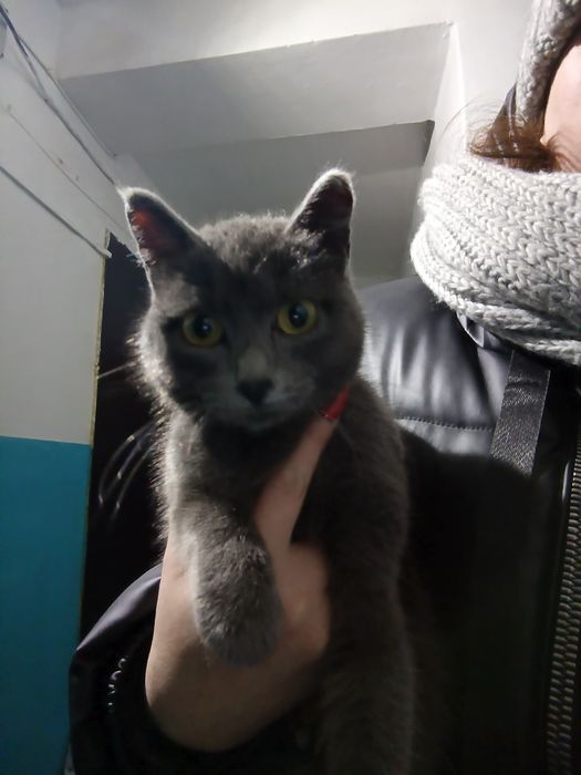 Молоденькая кошечка ищет дом