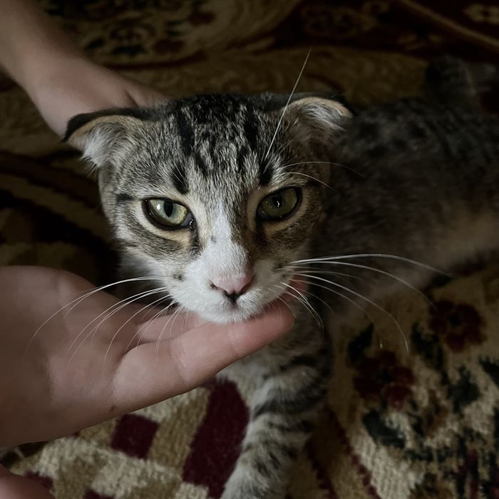 Мысык  веселухаа