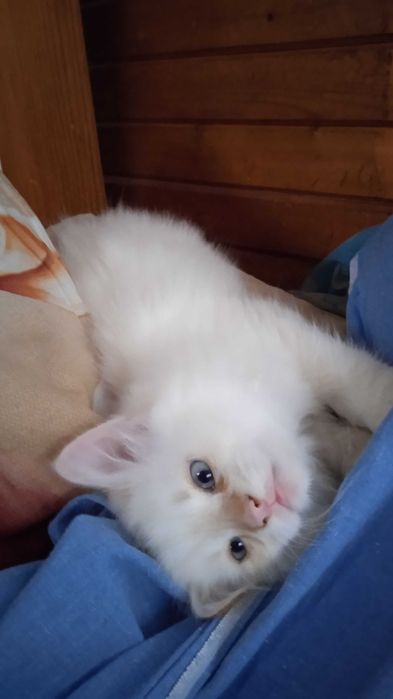 Невска маскарадна котка Neva Masquerade