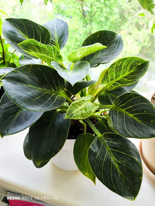 Филодендрон Биркин