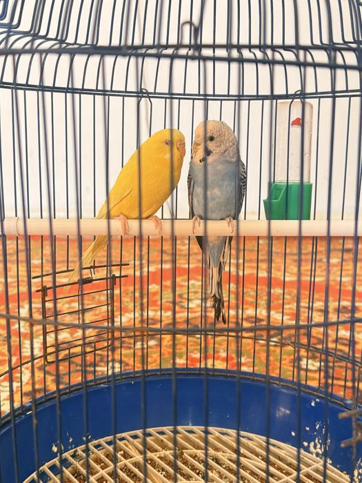 Папугау +сетка , +корм