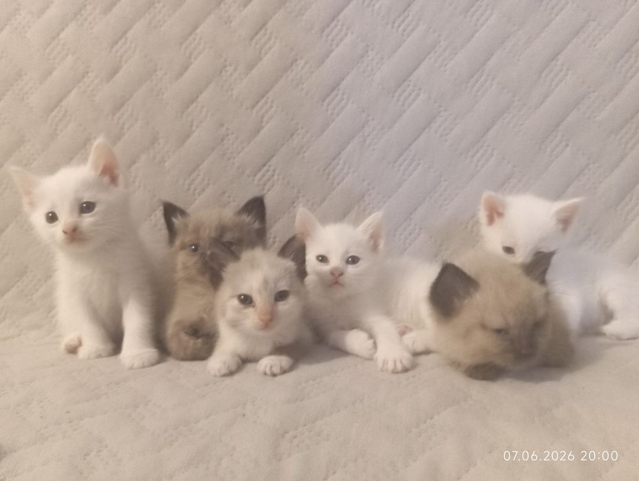 Милые котята ищут семью)