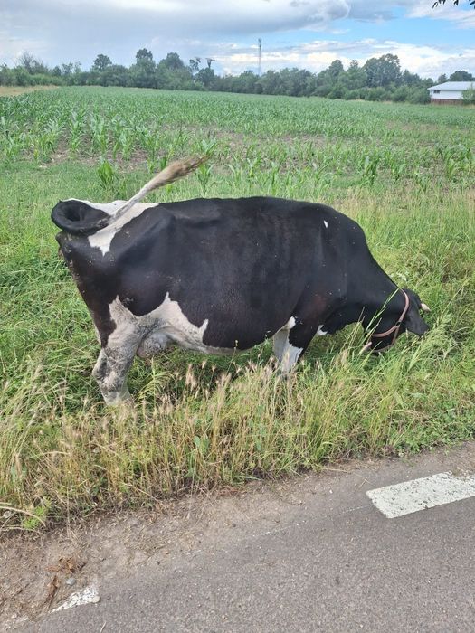Vând vacă metis holstein cu bălțată